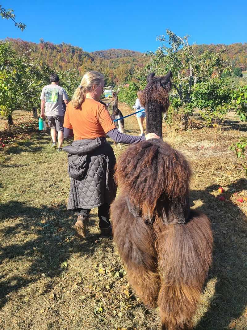 Grab A Leash And Meet The Llama You'll Be Hiking With