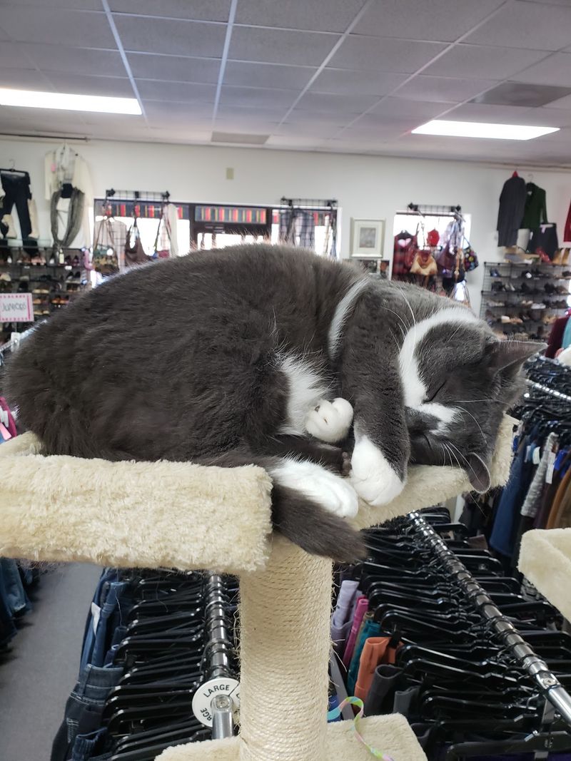Browse The Racks While A Shop Cat Sleeps Nearby