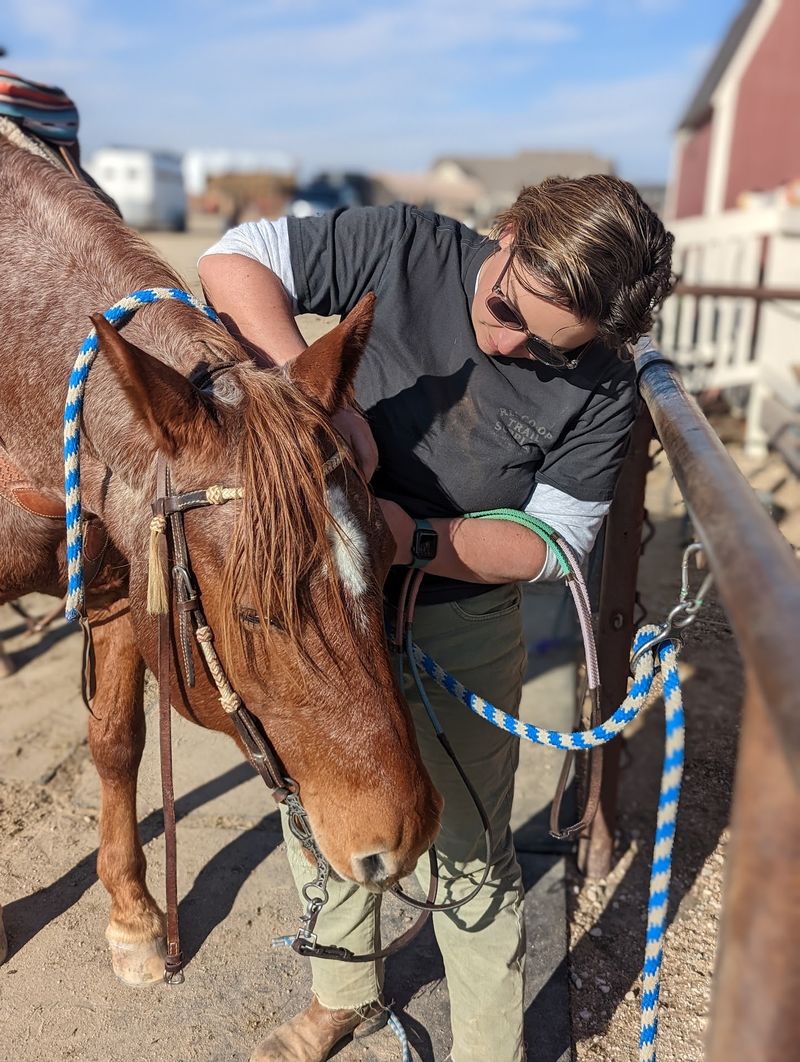 Meet The Horses Before Your Lesson Starts