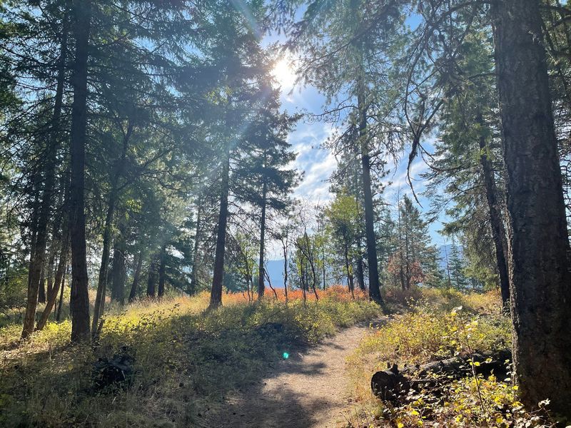 Look Closely At The Trees Instead Of Only Watching The Trail