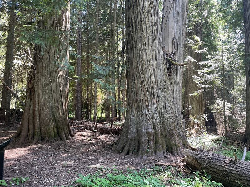 Follow The Short Trail Through One Of Idaho’s Most Impressive Old-Growth Groves