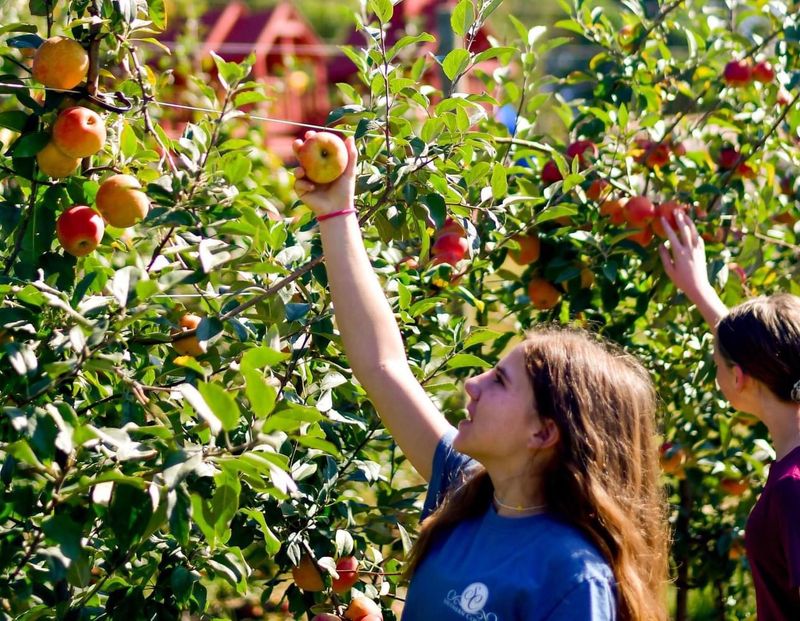 Taste Early Apples Straight From The Hendersonville Orchard