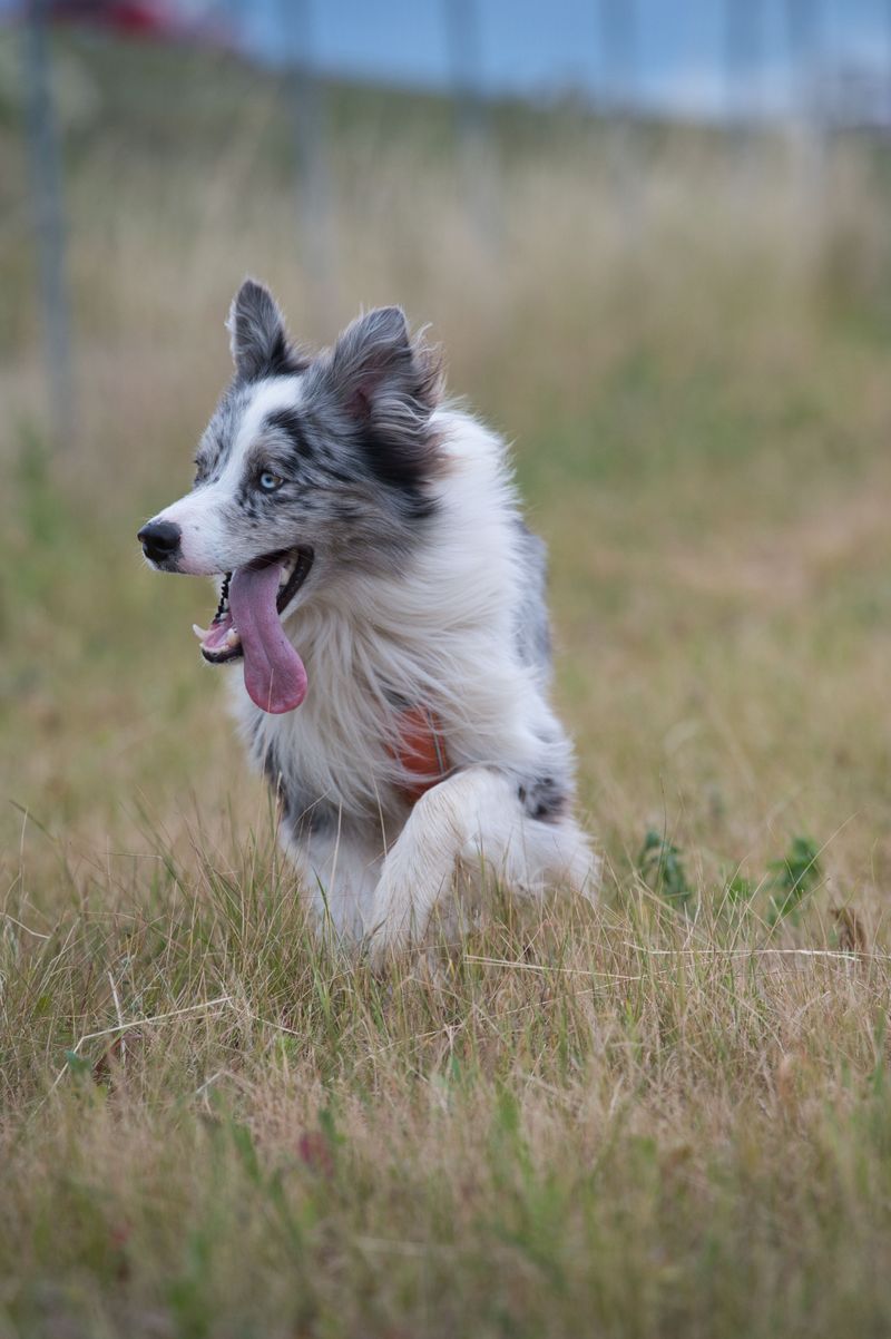Watch Working Sheepdogs Show Exactly How Much Skill Herding Takes