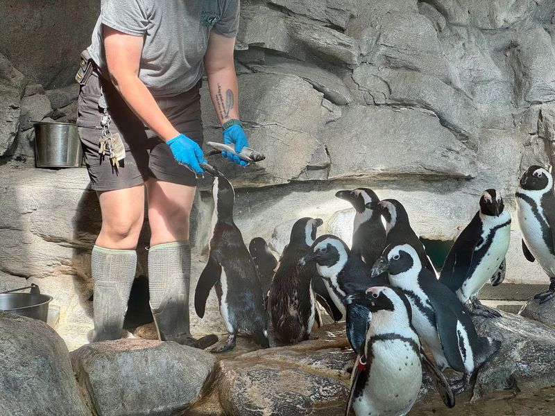 See Penguins, Red Pandas, And Other Crowd Favorites Up Close