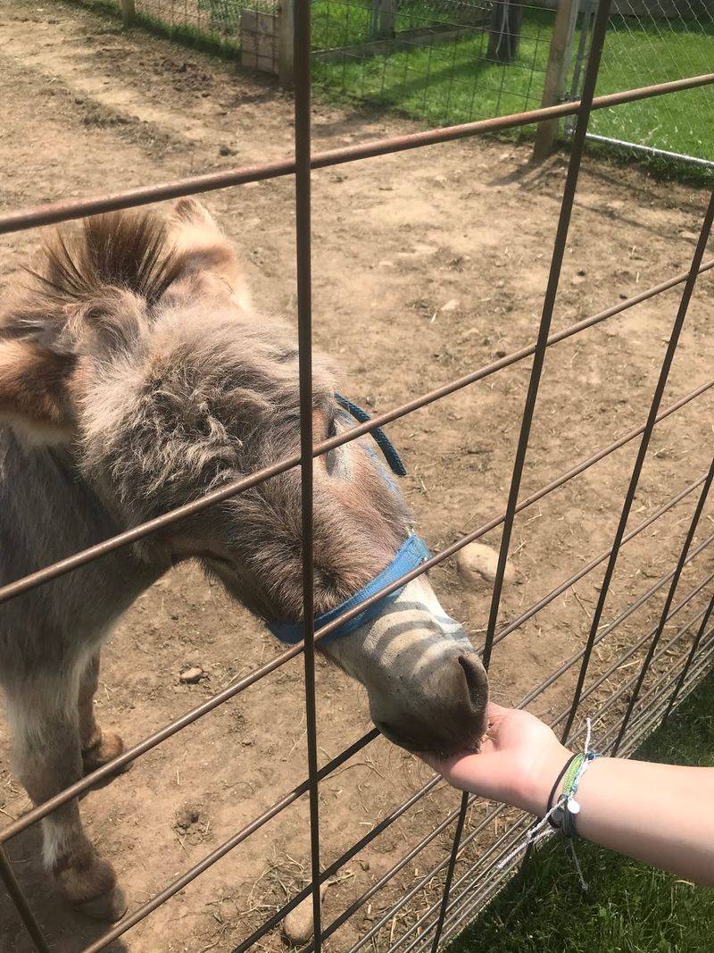 This Connecticut Animal Farm Lets You Feed Exotic Animals And Meet Everything From Zebras To Kangaroos - Decor Hint The Z-Donk Is One Of The Strangest Animals Here