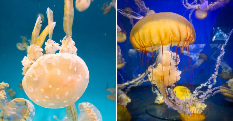 This California Coastal Aquarium Just Opened A Dreamlike Exhibit With More Than 40 Species Of Jellyfish