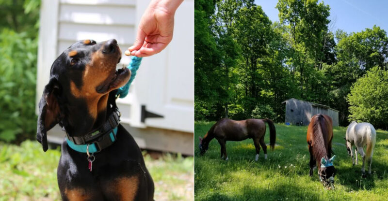 12 Connecticut Places Where You Can Volunteer And Make A Real Difference For Animals