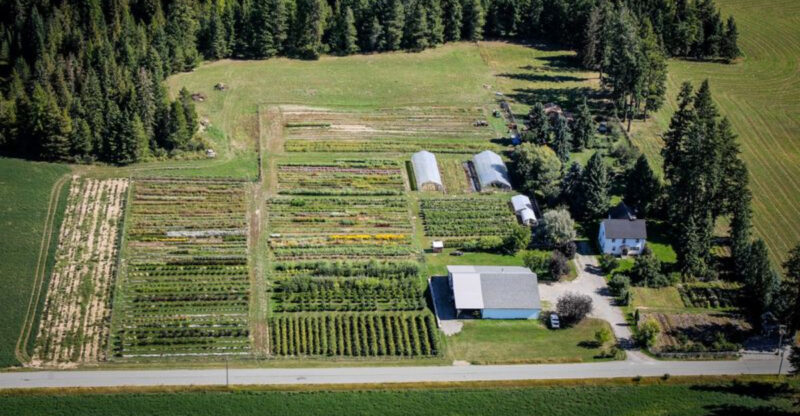 This Idaho Flower Farm Is A Late-Summer Hidden Gem With A 24-Hour Stand Full Of Fresh Blooms