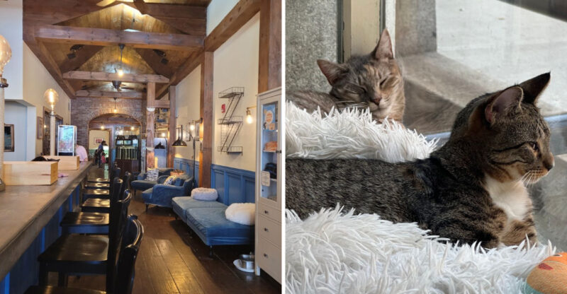 This New York Cat Café Serves Coffee With A Side Of Cuddles