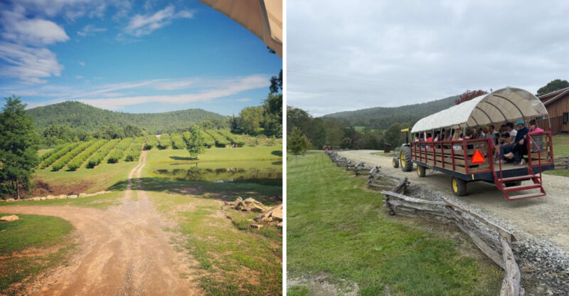 This 400-Acre North Carolina Mountain Farm Has Sunflowers, U-Pick Fruit And Wagon Rides
