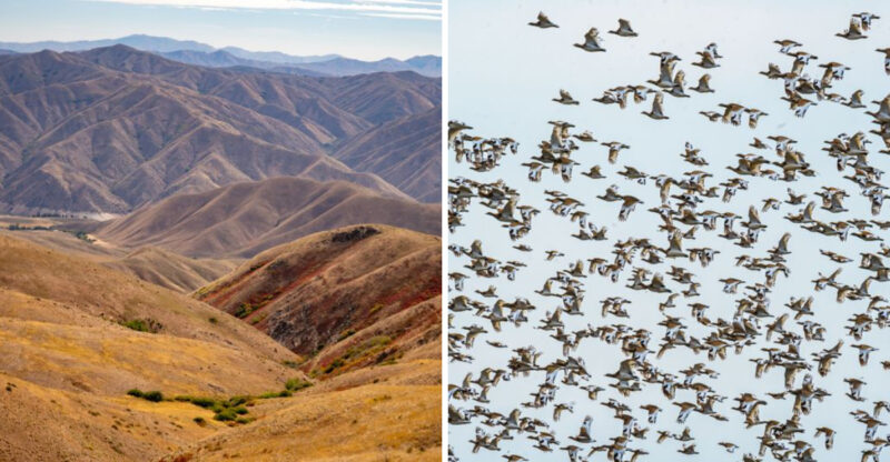 Thousands Of Migrating Birds Flood This Idaho Mountain From July Through October