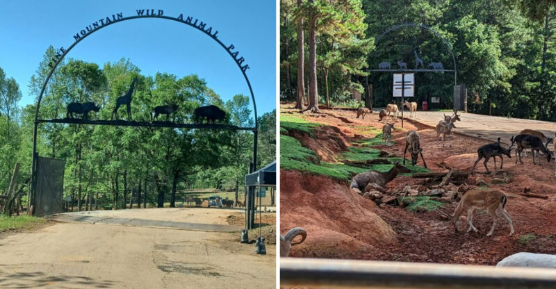 One Of The Country’s Biggest Natural Habitat Zoos Is Located Right In Georgia