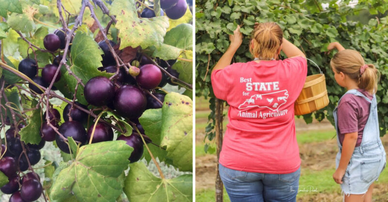 This 2-Acre North Carolina U-Pick Vineyard Is Loaded With 4 Kinds Of Muscadine Grapes