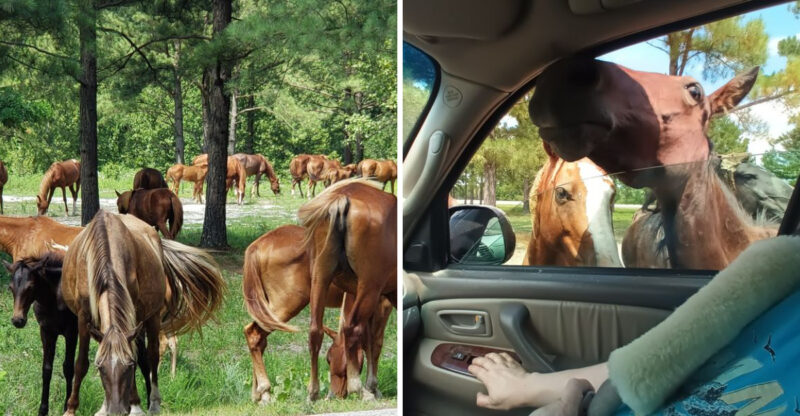 This Kentucky Mountaintop Has Free Roaming Horses And Nobody Talks About It