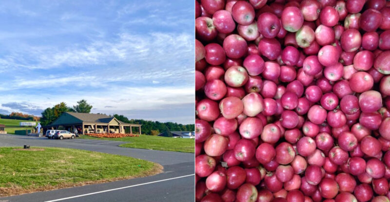 Pick Early Apples Straight From The Trees At This Connecticut Farm