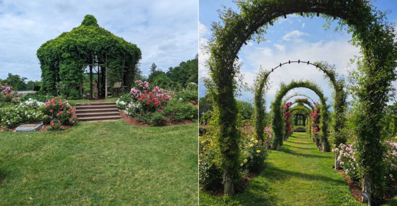 America’s First Public Rose Garden Is Right Here In Connecticut And It Still Blooms 122 Years Later