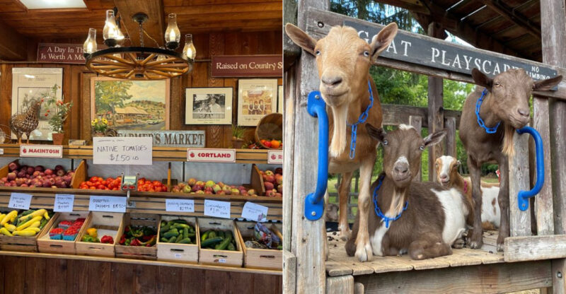 8 Connecticut Farms Where You Can Meet The Animals And Bring Something Home From The Farm