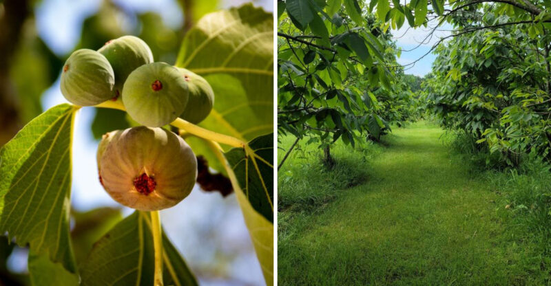9 North Carolina Farms Where You Can Pick Or Find Fresh Figs This August