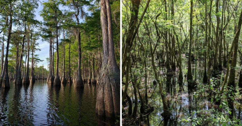 8 Regions In Georgia With The Most Cottonmouth Activity This Summer
