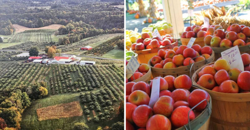 12 Kentucky Fruit Farms That Are Ideal For A Sunny Weekend Drive