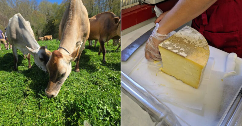 Meet The Adorable Cows Behind The Handmade Cheese At This Connecticut Farm