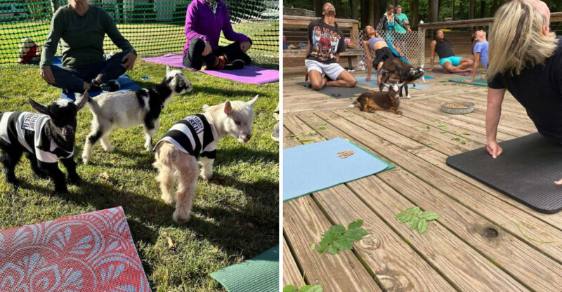 This Unique Georgia Farm Lets You Do Yoga With Adorable Dwarf Goats