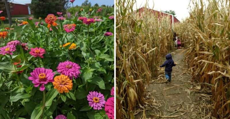 Fall Feels Extra Colorful At This Nebraska Orchard With Apples, Pumpkins And U-Pick Flowers