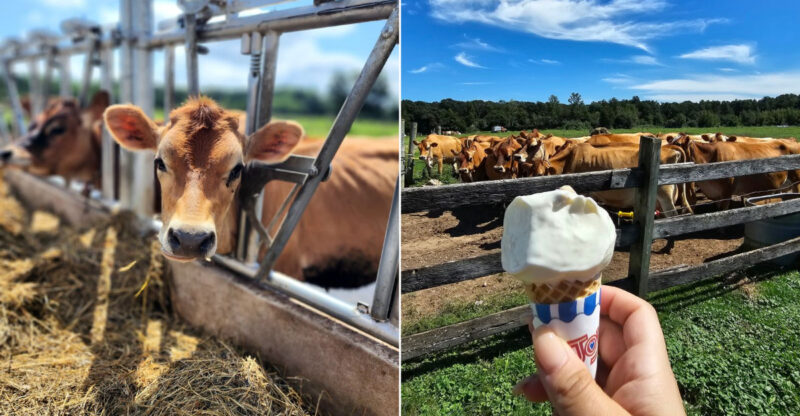 This Creamery In Connecticut Makes Its Ice Cream With Milk From Cows Right On The Farm