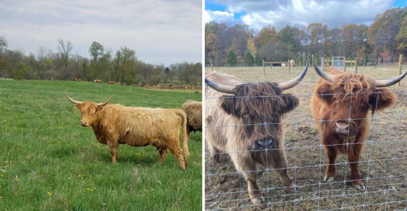 8 Michigan Farms Where You Can See Scottish Highland Cows Up Close