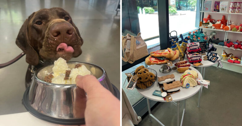 This North Carolina Ice Cream Parlor Serves Eight Flavors Just For Pups, And It’s Almost Too Cute To Handle