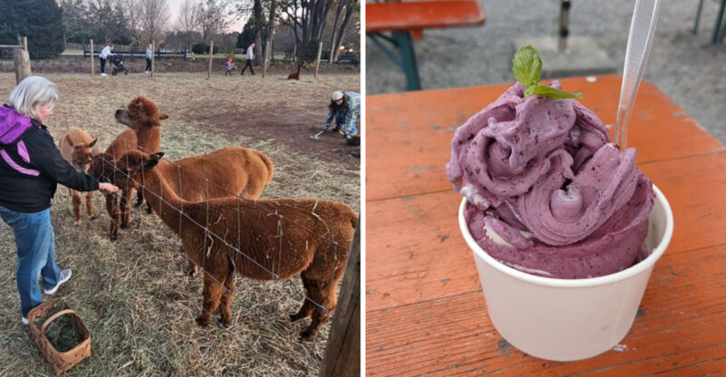 This North Carolina Farm Makes Blueberry Basil Ice Cream And Has Alpacas Waiting Outside