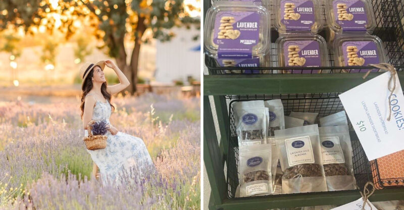 This Dreamy California Lavender Farm Will Make You Think You Woke Up In Provence