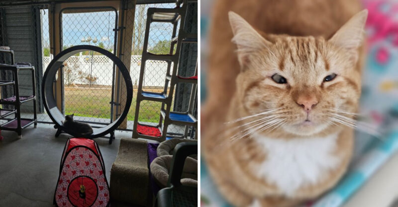 This North Carolina Sanctuary Gives Blind Cats A Second Chance And Their Stories Will Melt Your Heart