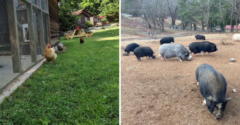 This 10-Acre North Carolina Sanctuary Is A Safe Haven For Rescued Farm Animals