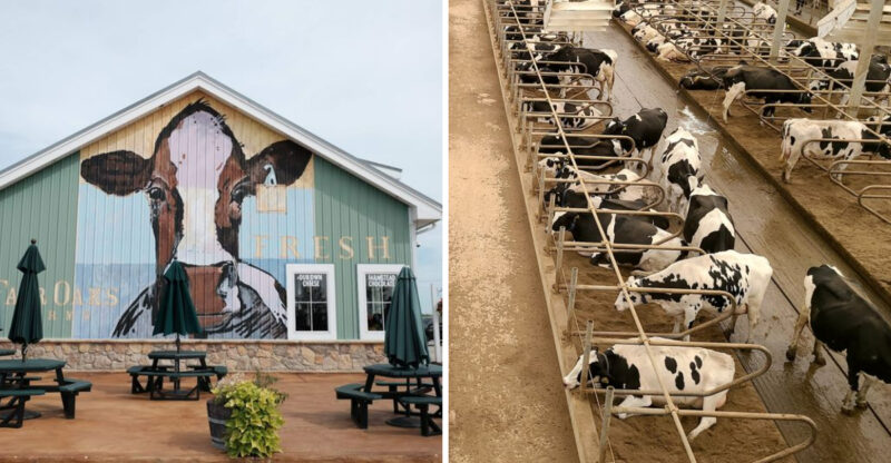 This Indiana Farm Destination Lets You Meet Animals, Explore Scenic Grounds, And Stay Overnight