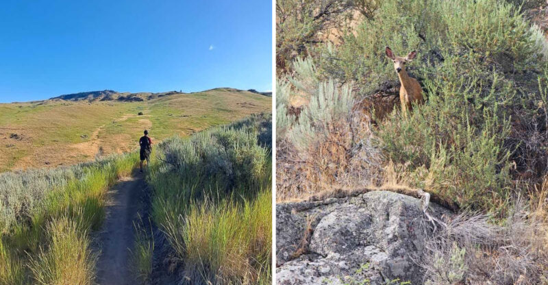 This Scenic Idaho Hike Leads Through Breathtaking Scenery Where You Can Spot Elk Roaming The Hills