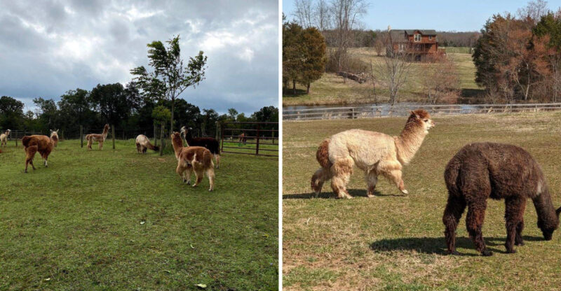 This Whimsical Virginia Farm Offers Llama Hikes Unlike Anything Else