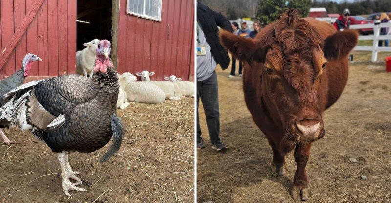 This Tennessee Animal Sanctuary Lets You Hug Cows And Cuddle Rescued Turkeys