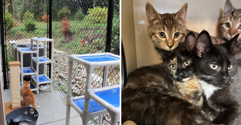 This Washington Cat Sanctuary Lets Rescued Cats Roam Free And Feel At Home
