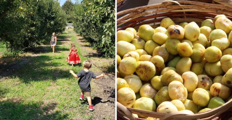 8 California Farms Where You Can Find Fresh Figs This August