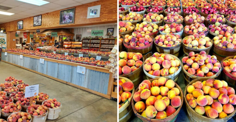 This North Georgia Mountain Orchard Has Sunflowers, U-Pick Apples, And Scenic Wagon Rides