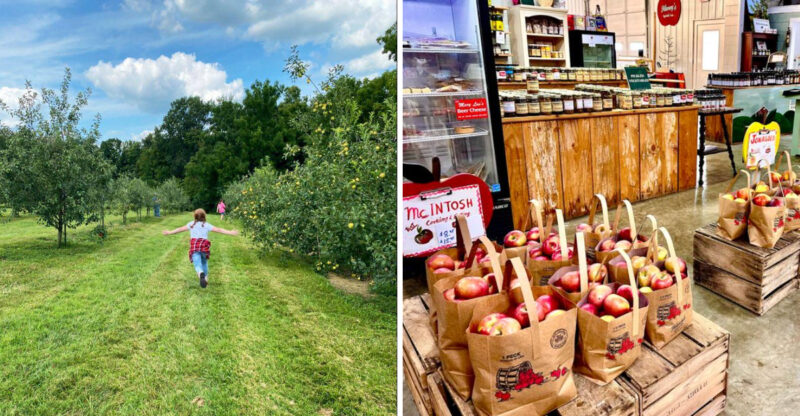 This Beautiful Kentucky Farm Is Quietly Opening Its Apple Orchards Before The Fall Crowds Arrive