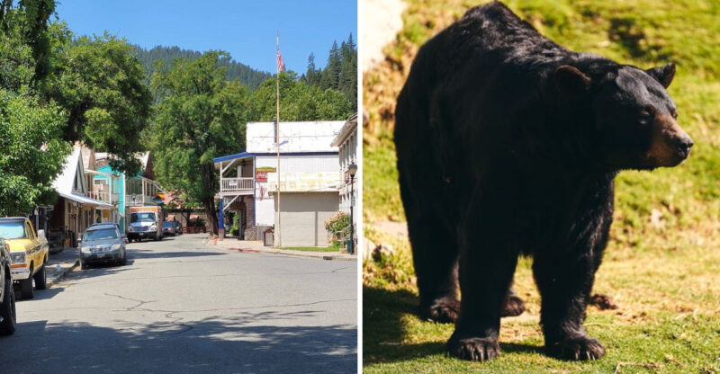 Black Bears Show Up So Often In This Tiny Northern California Town That Locals Know To Keep Watch