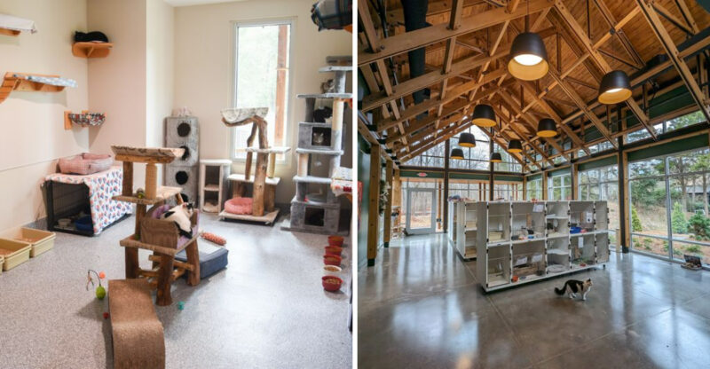 This Georgia Cat Sanctuary Has Hundreds Of Cats Waiting For Homes