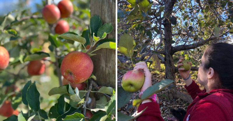 Apple Picking Season Is Already In Full Swing At These 6 North Carolina Orchards