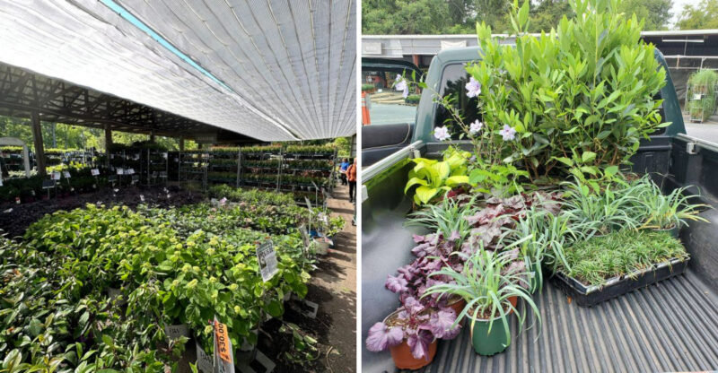 This Georgia Garden Center Is A Hidden Goldmine For Bargain Plants And Backyard Finds