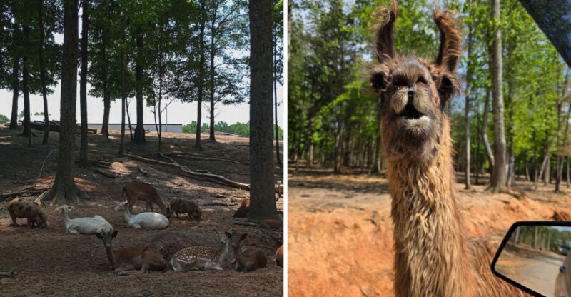 This 186-Acre North Carolina Animal Park Feels More Like A Safari Than A Zoo