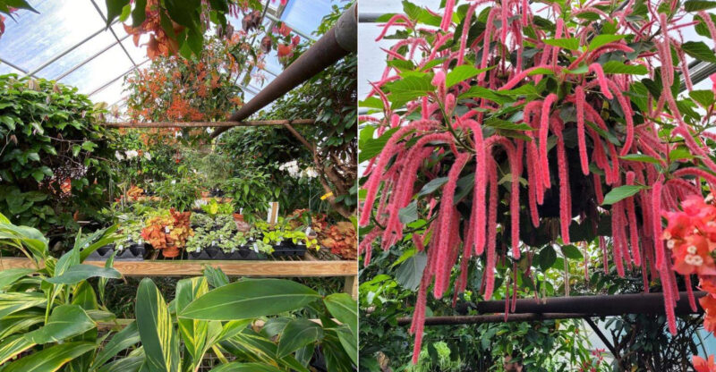 This 19,000-Square-Foot Connecticut Greenhouse Feels Straight Out Of A Fairy Tale
