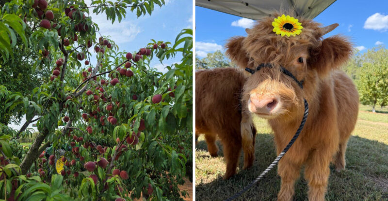 This North Carolina Farm Has Peach Picking, Flower Fields And Baby Highland Cows