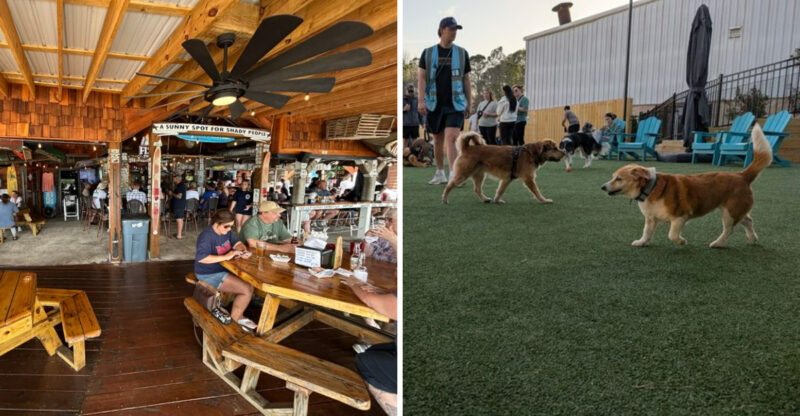 10 Dog-Friendly Georgia Patios Worth Visiting For Food And Drinks